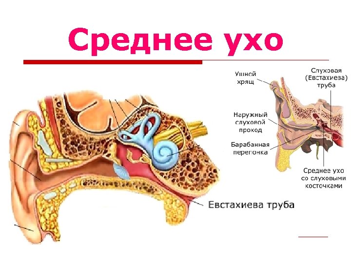 Среднее ухо 