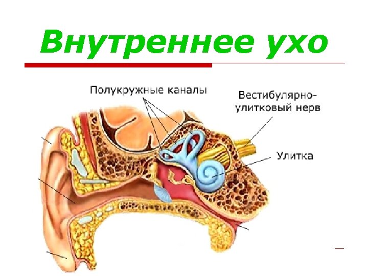 Внутреннее ухо 