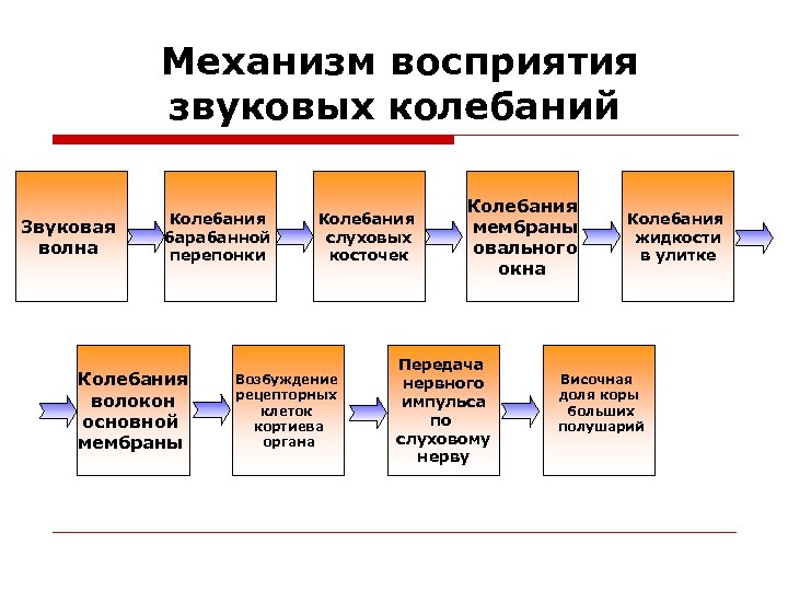 Механизм восприятия звуковых колебаний Звуковая волна Колебания барабанной перепонки Колебания волокон основной мембраны Колебания