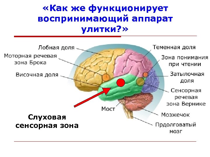  «Как же функционирует воспринимающий аппарат улитки? » Слуховая сенсорная зона 