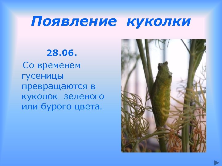 Появление куколки 28. 06. Со временем гусеницы превращаются в куколок зеленого или бурого цвета.
