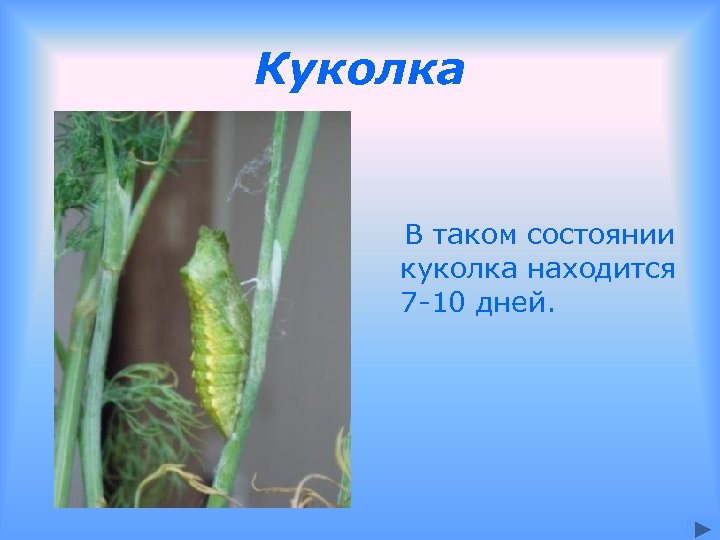 Куколка В таком состоянии куколка находится 7 -10 дней. 