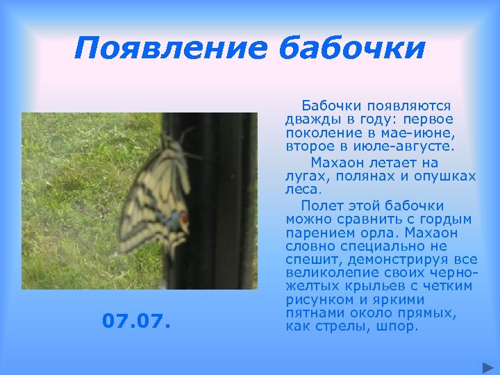 Появление бабочки 07. Бабочки появляются дважды в году: первое поколение в мае-июне, второе в