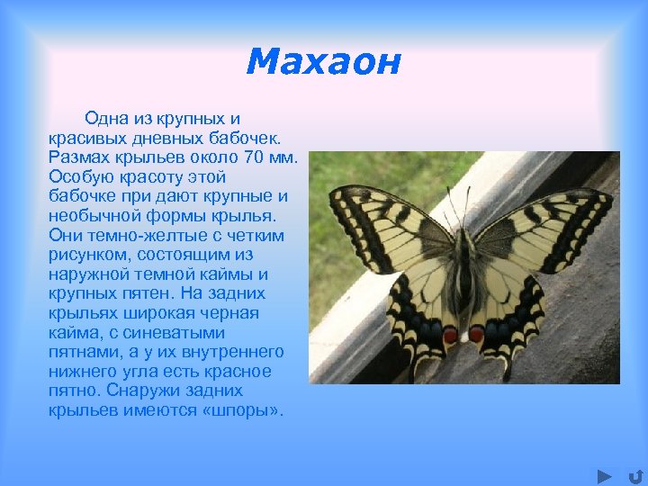 Махаон Одна из крупных и красивых дневных бабочек. Размах крыльев около 70 мм. Особую