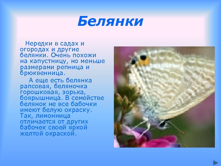 Белянки Нередки в садах и огородах и другие белянки. Очень похожи на капустницу, но