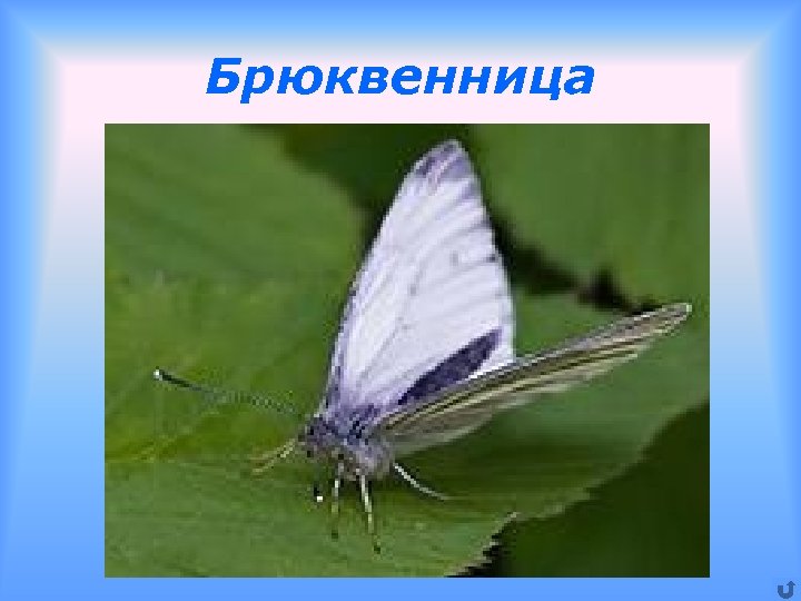 Брюквенница 