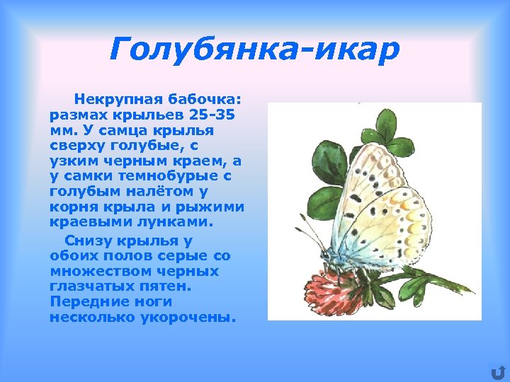 Голубянка-икар Некрупная бабочка: размах крыльев 25 -35 мм. У самца крылья сверху голубые, с