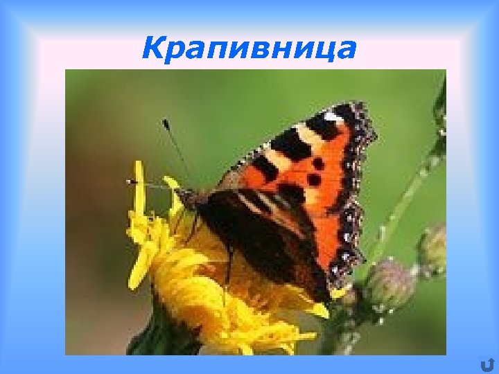 Крапивница 