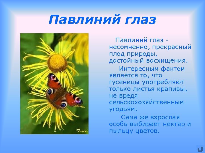 Павлиний глаз несомненно, прекрасный плод природы, достойный восхищения. Интересным фактом является то, что гусеницы
