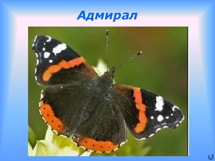 Адмирал 