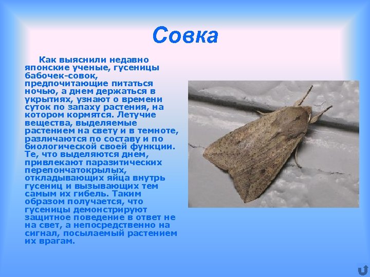 Совка Как выяснили недавно японские ученые, гусеницы бабочек-совок, предпочитающие питаться ночью, а днем держаться