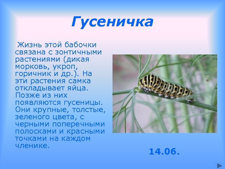 Гусеничка Жизнь этой бабочки связана с зонтичными растениями (дикая морковь, укроп, горичник и др.