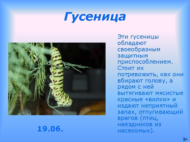 Гусеница 19. 06. Эти гусеницы обладают своеобразным защитным приспособлением. Стоит их потревожить, как они