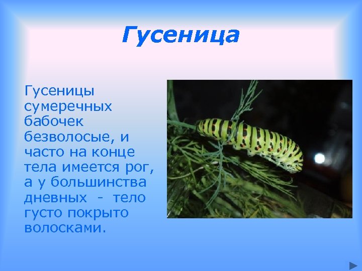 Гусеница Гусеницы сумеречных бабочек безволосые, и часто на конце тела имеется рог, а у