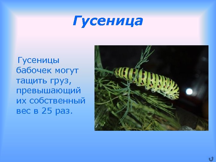 Гусеница Гусеницы бабочек могут тащить груз, превышающий их собственный вес в 25 раз. 