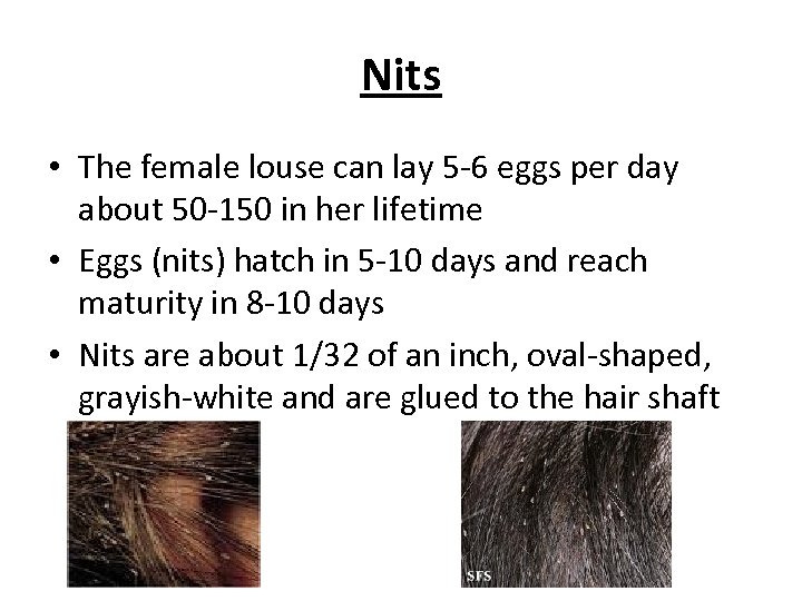 Nits • The female louse can lay 5 -6 eggs per day about 50