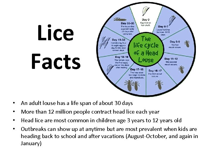 Lice Facts • • An adult louse has a life span of about 30