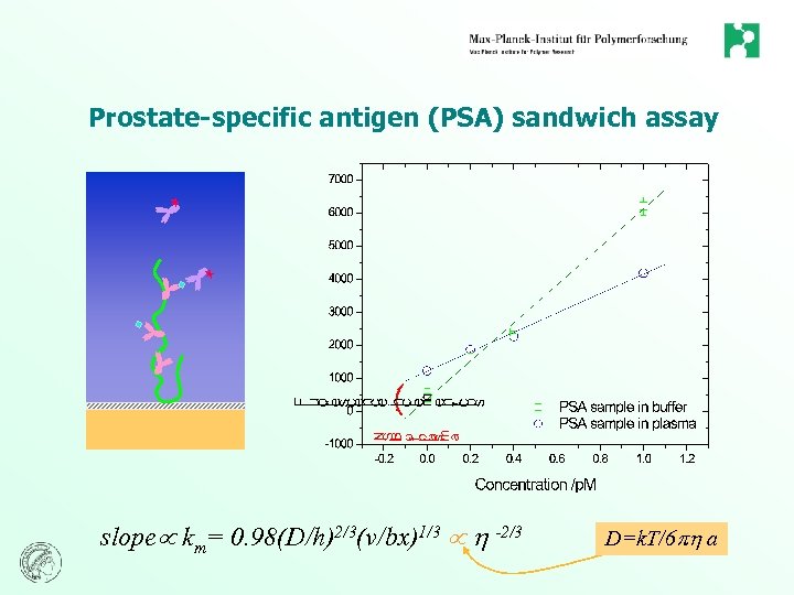 Prostate-specific antigen (PSA) sandwich assay slope km= 0. 98(D/h)2/3(v/bx)1/3 -2/3 D=k. T/6 a 