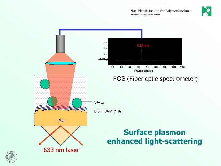 FOS (Fiber optic spectrometer) SA-Lx Biotin SAM (1: 9) Au Surface plasmon enhanced light-scattering