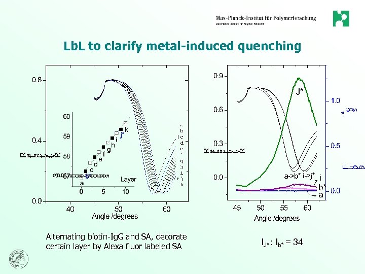 Lb. L to clarify metal-induced quenching Alternating biotin-Ig. G and SA, decorate certain layer