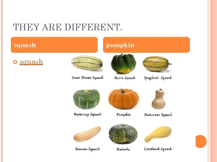 THEY ARE DIFFERENT. squash pumpkin 
