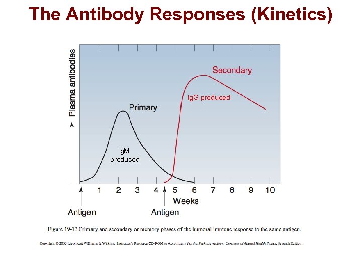 The Antibody Responses (Kinetics) Ig. G produced Ig. M produced 