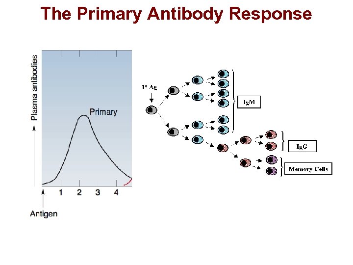 The Primary Antibody Response 