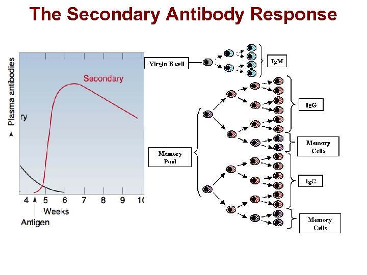 The Secondary Antibody Response 