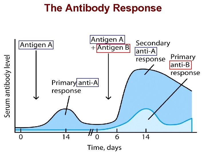 The Antibody Response 