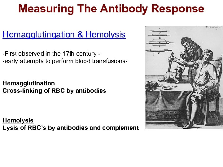 Measuring The Antibody Response Hemagglutingation & Hemolysis -First observed in the 17 th century