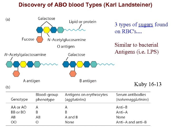 Discovery of ABO blood Types (Karl Landsteiner) 3 types of sugars found on RBC's.