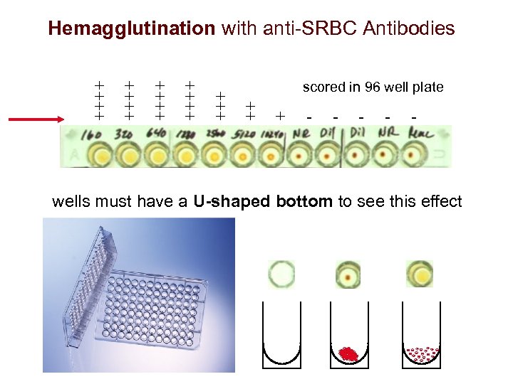 Hemagglutination with anti-SRBC Antibodies + + + + + scored in 96 well plate