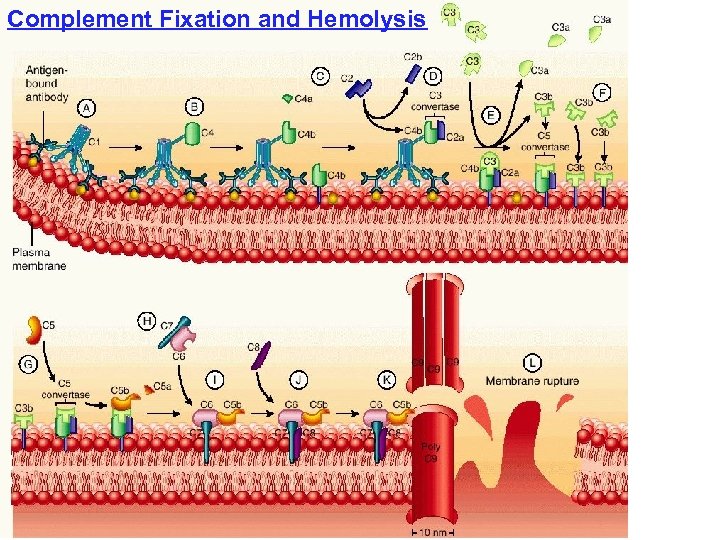 Complement Fixation and Hemolysis 