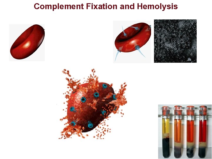 Complement Fixation and Hemolysis 