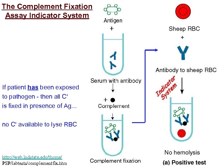 The Complement Fixation Assay Indicator System If patient has been exposed to pathogen -