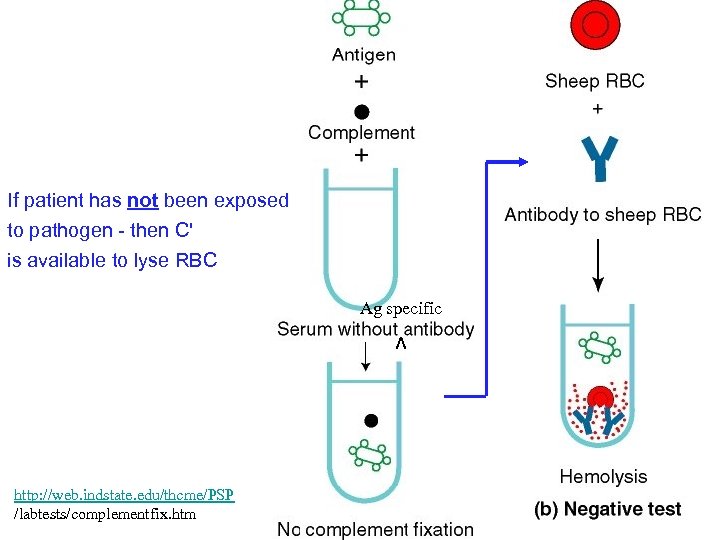 If patient has not been exposed to pathogen - then C' is available to