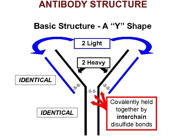 ANTIBODY STRUCTURE Basic Structure - A “Y” Shape 2 Light 2 Heavy IDENTICAL -S