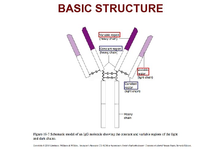 BASIC STRUCTURE 