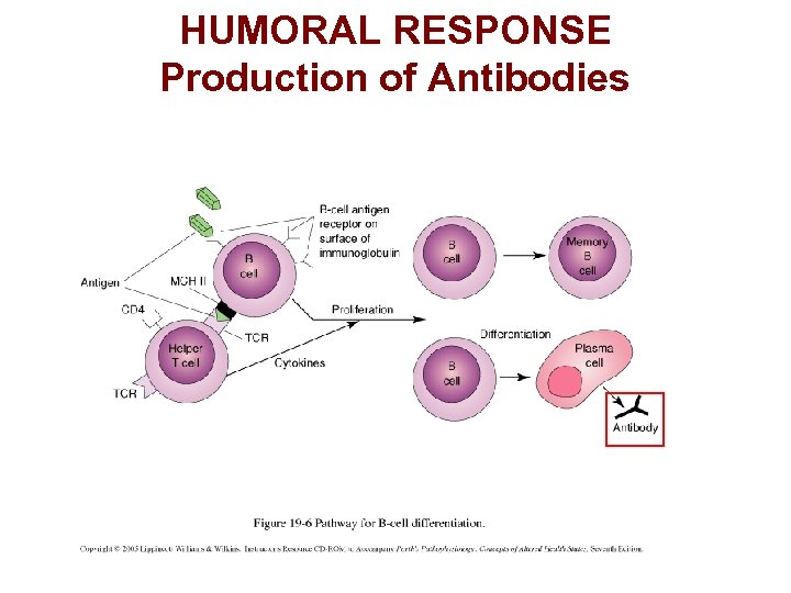 HUMORAL RESPONSE Production of Antibodies 