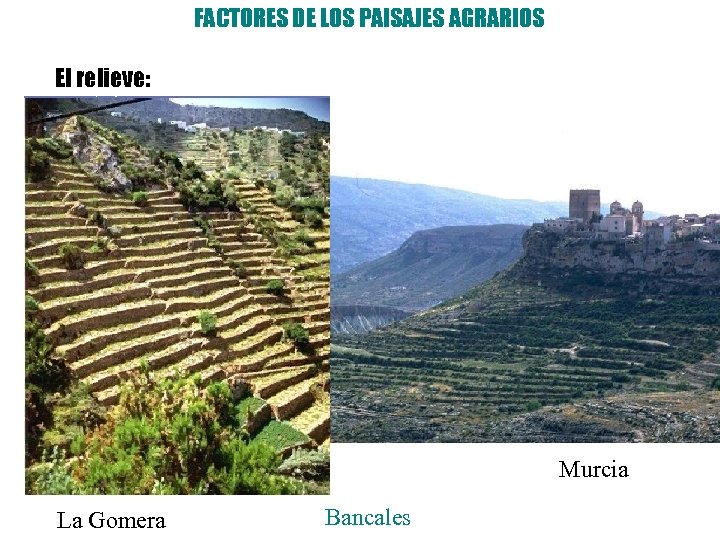 FACTORES DE LOS PAISAJES AGRARIOS El relieve: Murcia La Gomera Bancales 