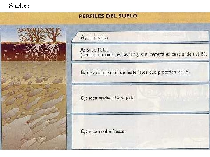 Suelos: 