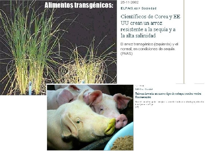 Alimentos transgénicos: 