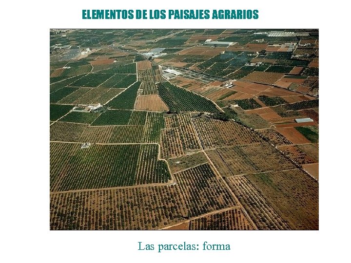 ELEMENTOS DE LOS PAISAJES AGRARIOS Las parcelas: forma 