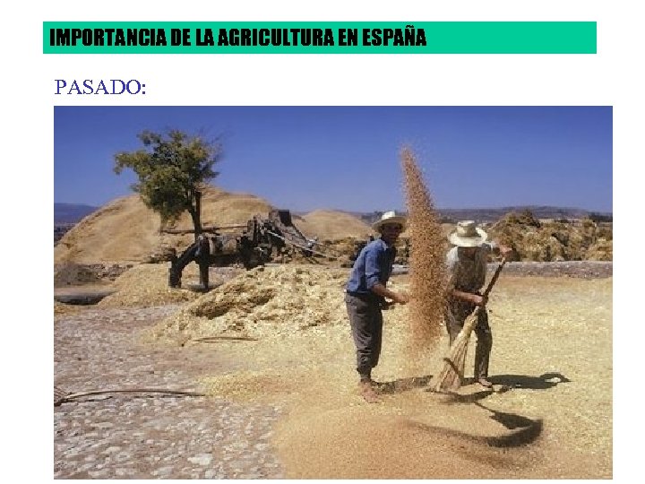 IMPORTANCIA DE LA AGRICULTURA EN ESPAÑA PASADO: 