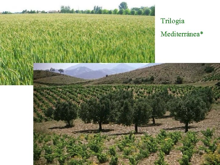 Trilogía Mediterránea* 