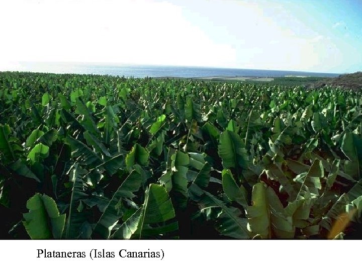 Plataneras (Islas Canarias) 