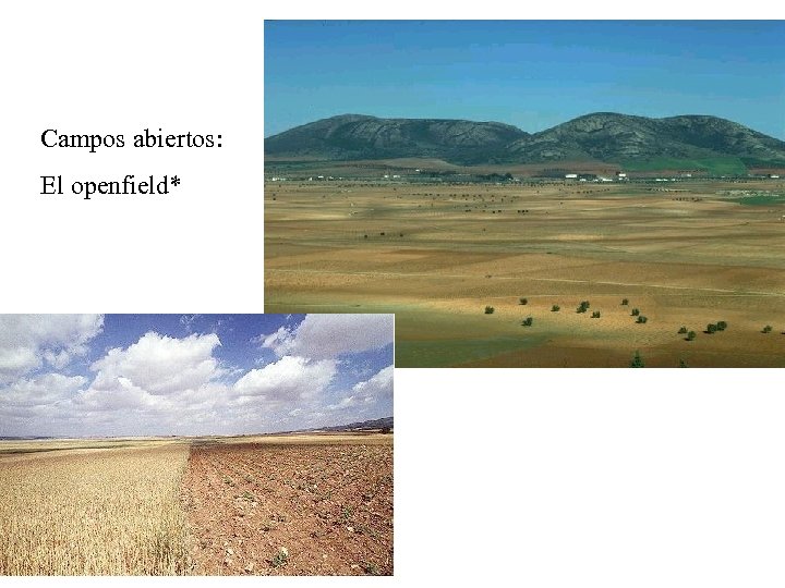 Campos abiertos: El openfield* 