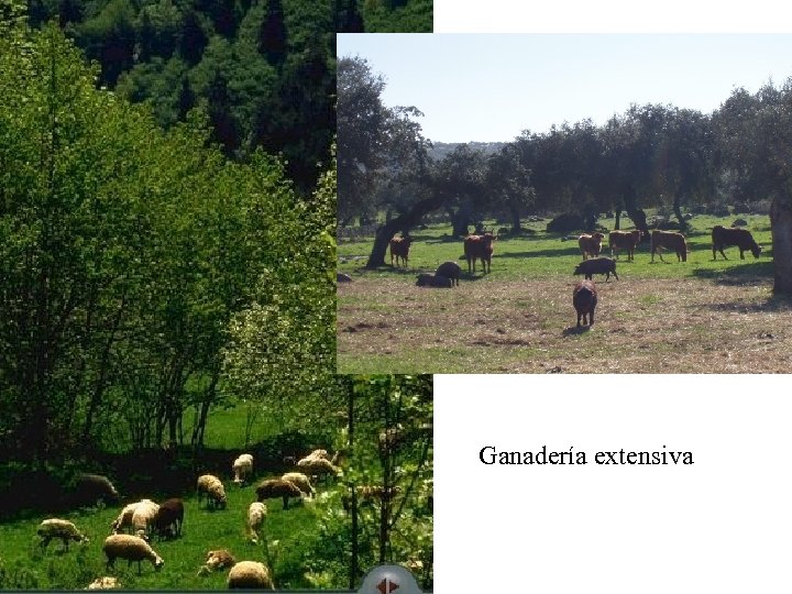 Ganadería extensiva 