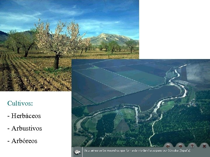 Cultivos: - Herbáceos - Arbustivos - Arbóreos 