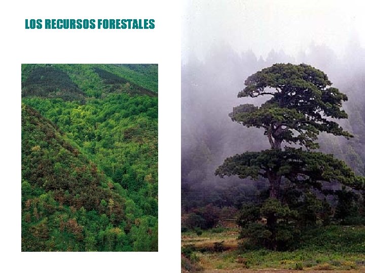 LOS RECURSOS FORESTALES 